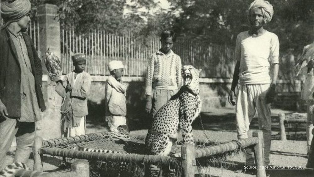 Cheetah in India 1942